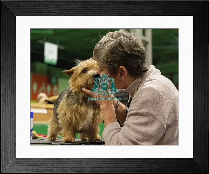 Framed Print : D-C-D-0-1-9-0 Crufts 2024 NEC Birmingham Day 3 Framed Print : D-C-D-0-1-9-0 Crufts 2024 NEC Birmingham Day 3