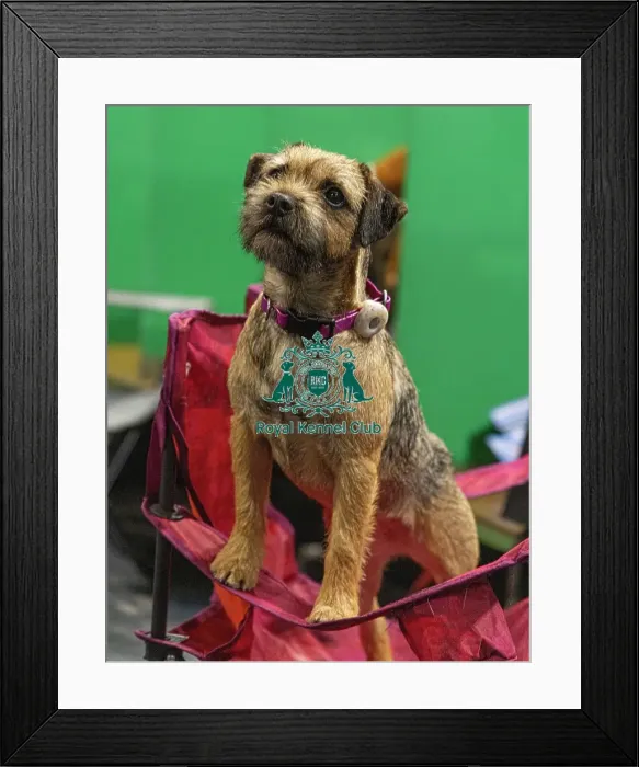 Framed Print : D-C-D-0-1-9-0 Crufts 2024 NEC Birmingham Day 3 Framed Print : D-C-D-0-1-9-0 Crufts 2024 NEC Birmingham Day 3