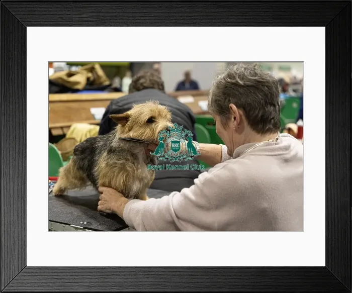 Framed Print : D-C-D-0-1-9-0 Crufts 2024 NEC Birmingham Day 3 Framed Print : D-C-D-0-1-9-0 Crufts 2024 NEC Birmingham Day 3