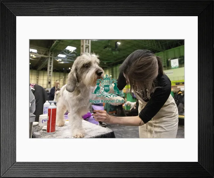 Framed Print : D-C-D-0-1-9-0 Crufts 2024 NEC Birmingham Day 4 Framed Print : D-C-D-0-1-9-0 Crufts 2024 NEC Birmingham Day 4