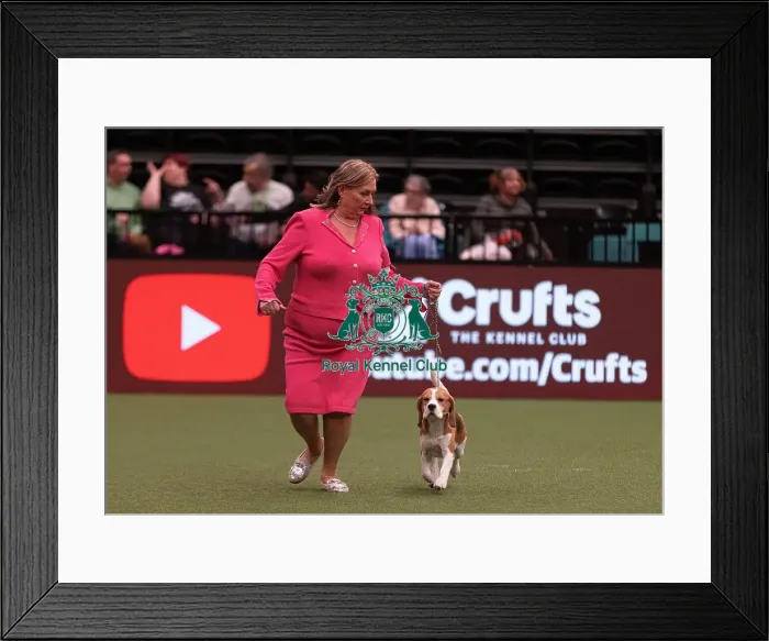 Framed Print : D-C-D-0-1-9-0 Crufts 2024 NEC Birmingham Hound Framed Print : D-C-D-0-1-9-0 Crufts 2024 NEC Birmingham Hound