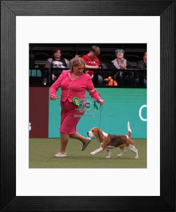 Framed Print : D-C-D-0-1-9-0 Crufts 2024 NEC Birmingham Hound Framed Print : D-C-D-0-1-9-0 Crufts 2024 NEC Birmingham Hound