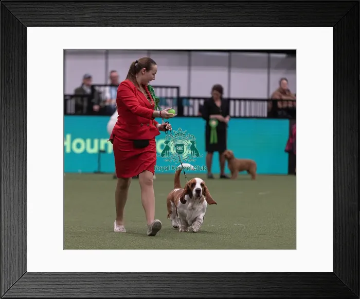 Framed Print : D-C-D-0-1-9-0 Crufts 2024 NEC Birmingham Hound