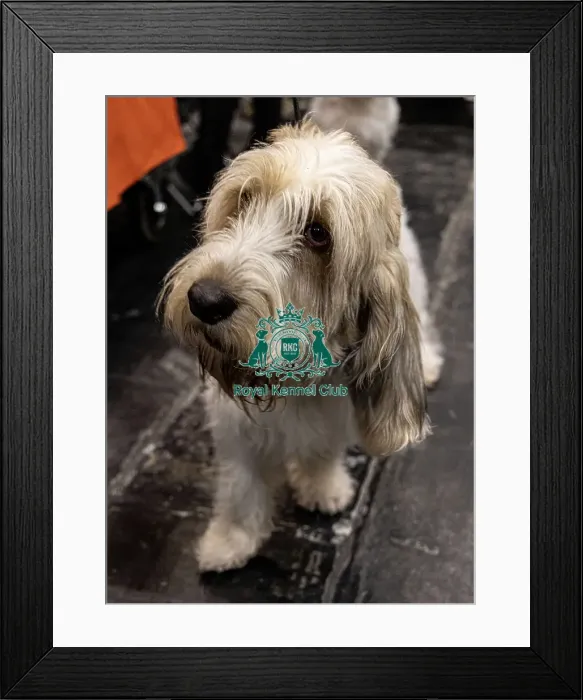 Framed Print : D-C-D-0-1-9-0 Crufts 2024 NEC Birmingham Day 4