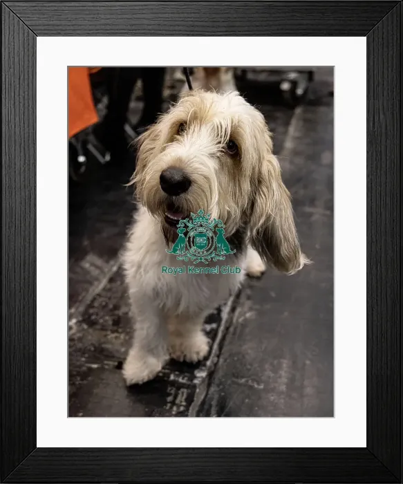Framed Print : D-C-D-0-1-9-0 Crufts 2024 NEC Birmingham Day 4 Framed Print : D-C-D-0-1-9-0 Crufts 2024 NEC Birmingham Day 4