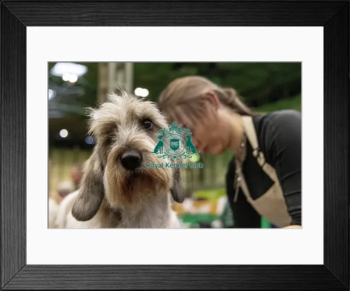 Framed Print : D-C-D-0-1-9-0 Crufts 2024 NEC Birmingham Day 4 Framed Print : D-C-D-0-1-9-0 Crufts 2024 NEC Birmingham Day 4