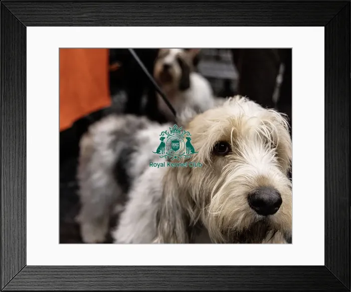 Framed Print : D-C-D-0-1-9-0 Crufts 2024 NEC Birmingham Day 4