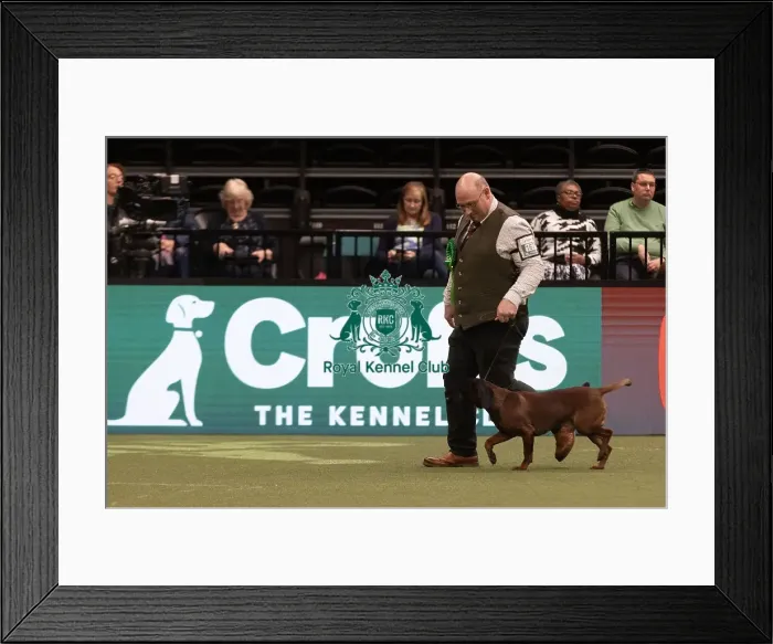 Framed Print : D-C-D-0-1-9-0 Crufts 2024 NEC Birmingham Hound Framed Print : D-C-D-0-1-9-0 Crufts 2024 NEC Birmingham Hound