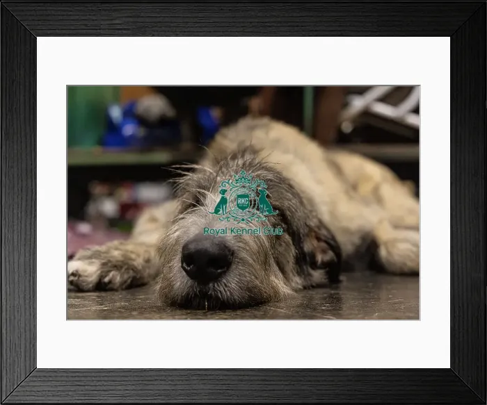 Framed Print : D-C-D-0-1-9-0 Crufts 2024 NEC Birmingham Day 3 Framed Print : D-C-D-0-1-9-0 Crufts 2024 NEC Birmingham Day 3