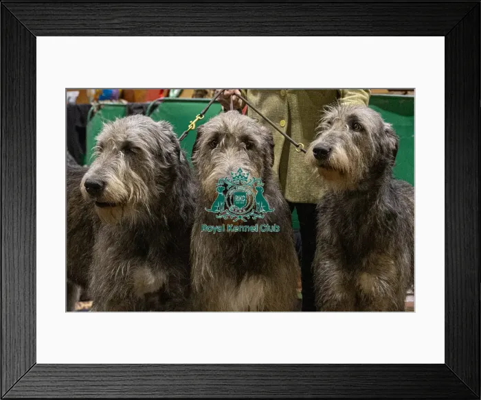 Framed Print : D-C-D-0-1-9-0 Crufts 2024 NEC Birmingham Day 3 Framed Print : D-C-D-0-1-9-0 Crufts 2024 NEC Birmingham Day 3