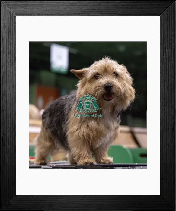 Framed Print : D-C-D-0-1-9-0 Crufts 2024 NEC Birmingham Day 3 Framed Print : D-C-D-0-1-9-0 Crufts 2024 NEC Birmingham Day 3