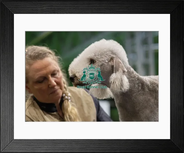 Framed Print : D-C-D-0-1-9-0 Crufts 2024 NEC Birmingham Day 3