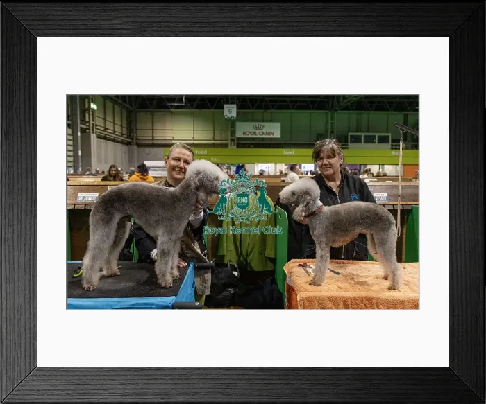 Framed Print : D-C-D-0-1-9-0 Crufts 2024 NEC Birmingham Day 3