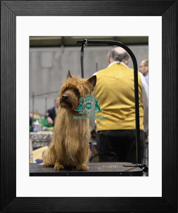 Framed Print : D-C-D-0-1-9-0 Crufts 2024 NEC Birmingham Day 3 Framed Print : D-C-D-0-1-9-0 Crufts 2024 NEC Birmingham Day 3