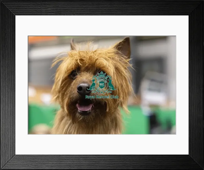 Framed Print : D-C-D-0-1-9-0 Crufts 2024 NEC Birmingham Day 3 Framed Print : D-C-D-0-1-9-0 Crufts 2024 NEC Birmingham Day 3