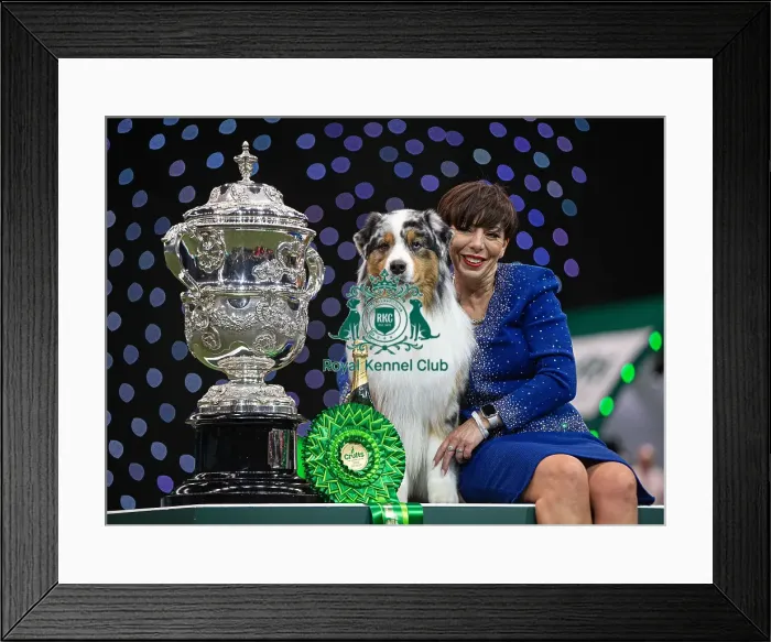 Framed Print : D-C-D-0-1-9-0 Crufts 2024 NEC Birmingham Terrier Framed Print : D-C-D-0-1-9-0 Crufts 2024 NEC Birmingham Terrier