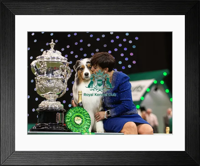 Framed Print : D-C-D-0-1-9-0 Crufts 2024 NEC Birmingham Terrier Framed Print : D-C-D-0-1-9-0 Crufts 2024 NEC Birmingham Terrier