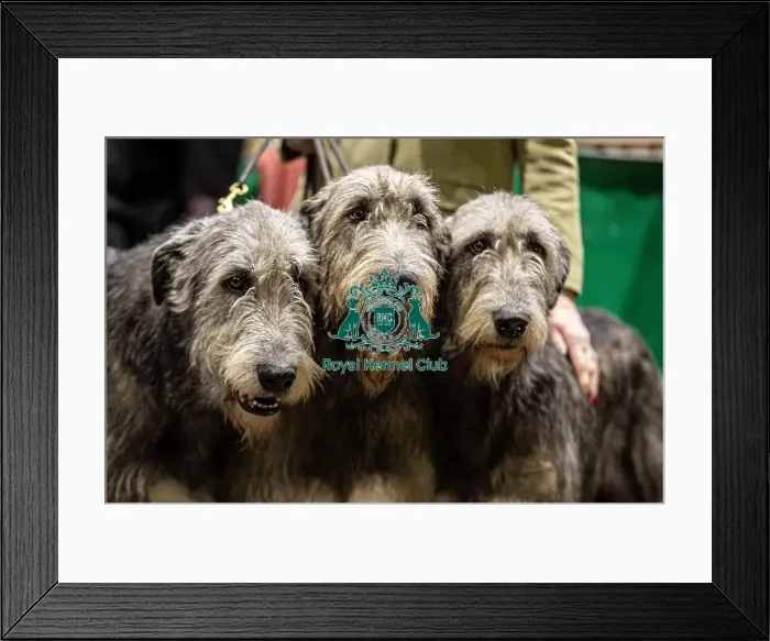 Framed Print : D-C-D-0-1-9-0 Crufts 2024 NEC Birmingham Day 3 Framed Print : D-C-D-0-1-9-0 Crufts 2024 NEC Birmingham Day 3