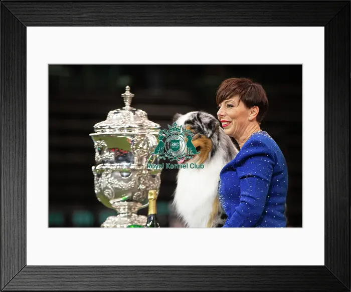Framed Print : D-C-D-0-1-9-0 Crufts 2024 NEC Birmingham Terrier Framed Print : D-C-D-0-1-9-0 Crufts 2024 NEC Birmingham Terrier