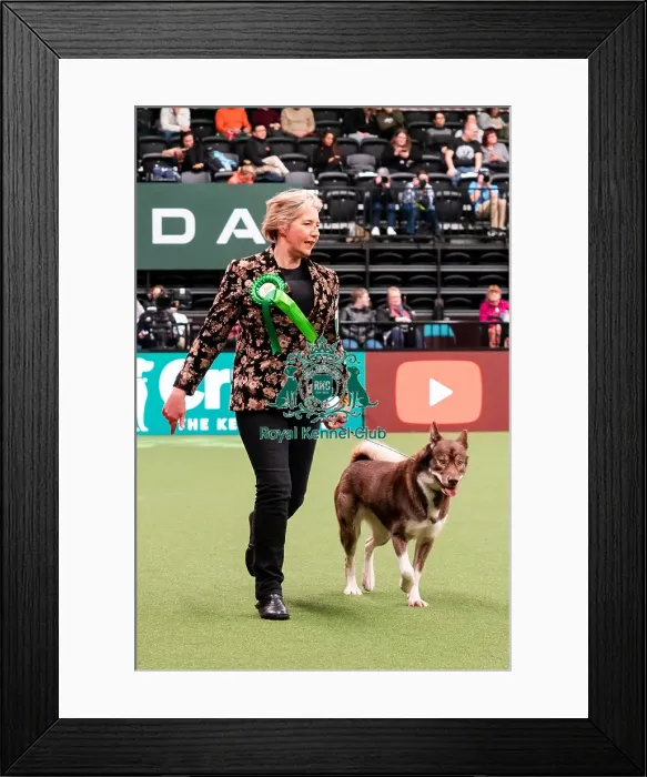 Framed Print : D-C-D-0-1-9-0 Crufts 2024 NEC Birmingham Working Framed Print : D-C-D-0-1-9-0 Crufts 2024 NEC Birmingham Working