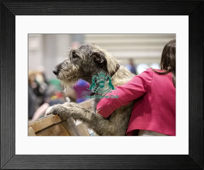 Framed Print : D-C-D-0-1-9-0 Crufts 2024 NEC Birmingham Day 3 Framed Print : D-C-D-0-1-9-0 Crufts 2024 NEC Birmingham Day 3