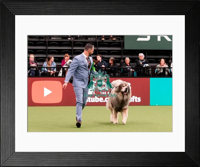 Framed Print : D-C-D-0-1-9-0 Crufts 2024 NEC Birmingham Working Framed Print : D-C-D-0-1-9-0 Crufts 2024 NEC Birmingham Working
