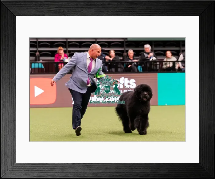 Framed Print : D-C-D-0-1-9-0 Crufts 2024 NEC Birmingham Working Framed Print : D-C-D-0-1-9-0 Crufts 2024 NEC Birmingham Working