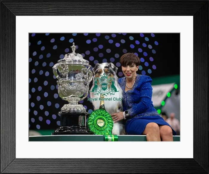 Framed Print : D-C-D-0-1-9-0 Crufts 2024 NEC Birmingham Terrier Framed Print : D-C-D-0-1-9-0 Crufts 2024 NEC Birmingham Terrier