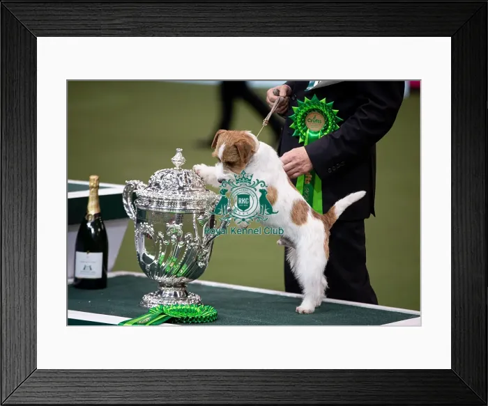 Framed Print : D-C-D-0-1-9-0 Crufts 2024 NEC Birmingham Terrier Framed Print : D-C-D-0-1-9-0 Crufts 2024 NEC Birmingham Terrier