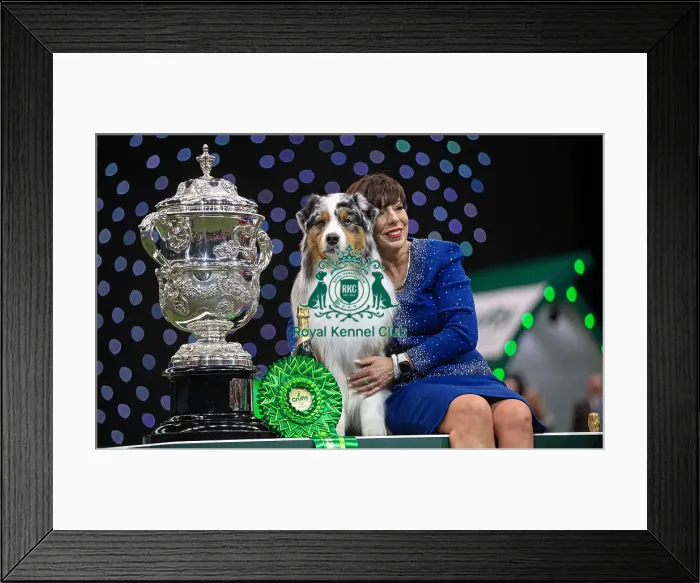 Framed Print : D-C-D-0-1-9-0 Crufts 2024 NEC Birmingham Terrier Framed Print : D-C-D-0-1-9-0 Crufts 2024 NEC Birmingham Terrier