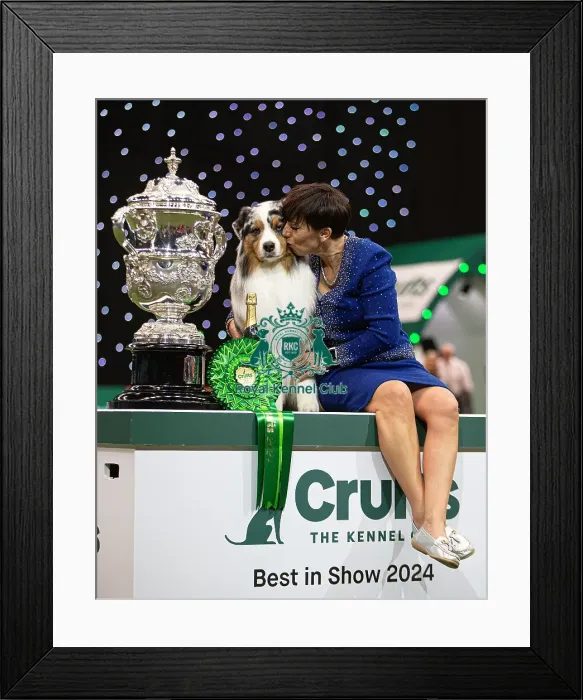 Framed Print : D-C-D-0-1-9-0 Crufts 2024 NEC Birmingham Terrier Framed Print : D-C-D-0-1-9-0 Crufts 2024 NEC Birmingham Terrier