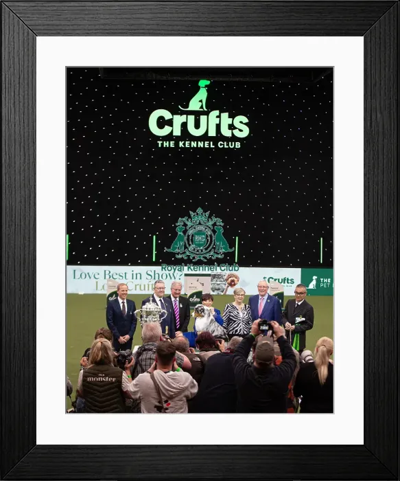 Framed Print : D-C-D-0-1-9-0 Crufts 2024 NEC Birmingham Terrier Framed Print : D-C-D-0-1-9-0 Crufts 2024 NEC Birmingham Terrier