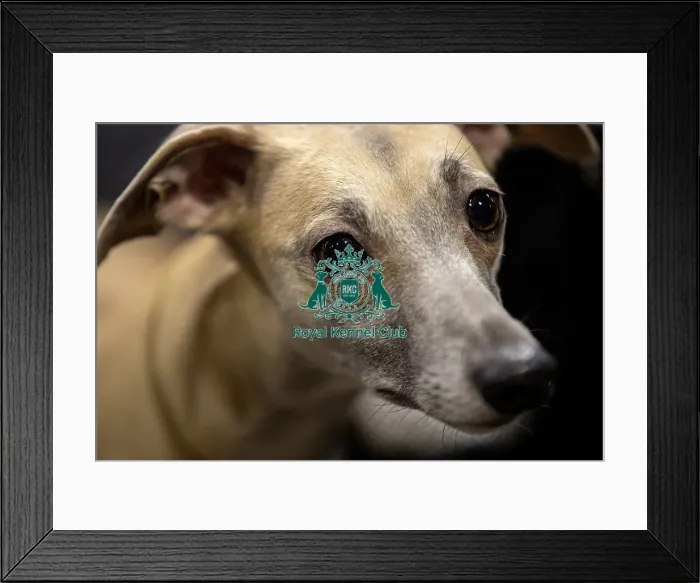 Framed Print : D-C-D-0-1-9-0 Crufts 2024 NEC Birmingham Day 3
