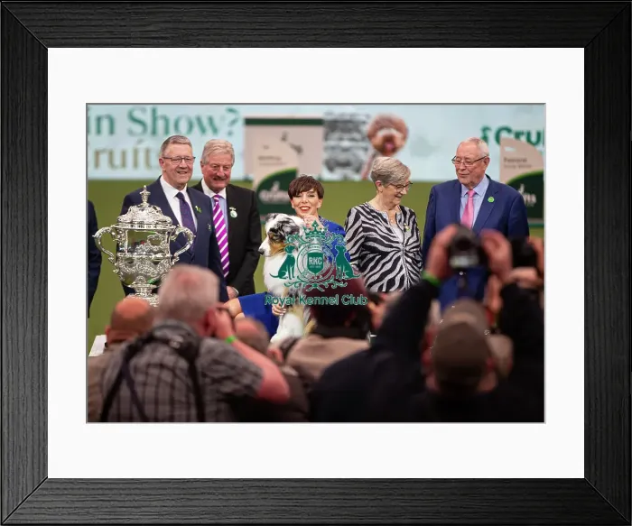 Framed Print : D-C-D-0-1-9-0 Crufts 2024 NEC Birmingham Terrier Framed Print : D-C-D-0-1-9-0 Crufts 2024 NEC Birmingham Terrier