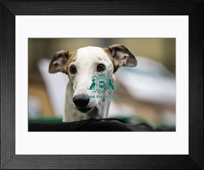 Framed Print : D-C-D-0-1-9-0 Crufts 2024 NEC Birmingham Day 4 Framed Print : D-C-D-0-1-9-0 Crufts 2024 NEC Birmingham Day 4