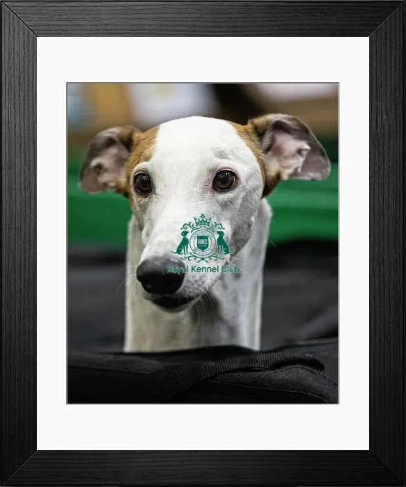 Framed Print : D-C-D-0-1-9-0 Crufts 2024 NEC Birmingham Day 4 Framed Print : D-C-D-0-1-9-0 Crufts 2024 NEC Birmingham Day 4