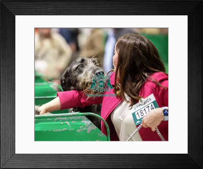 Framed Print : D-C-D-0-1-9-0 Crufts 2024 NEC Birmingham Day 3 Framed Print : D-C-D-0-1-9-0 Crufts 2024 NEC Birmingham Day 3