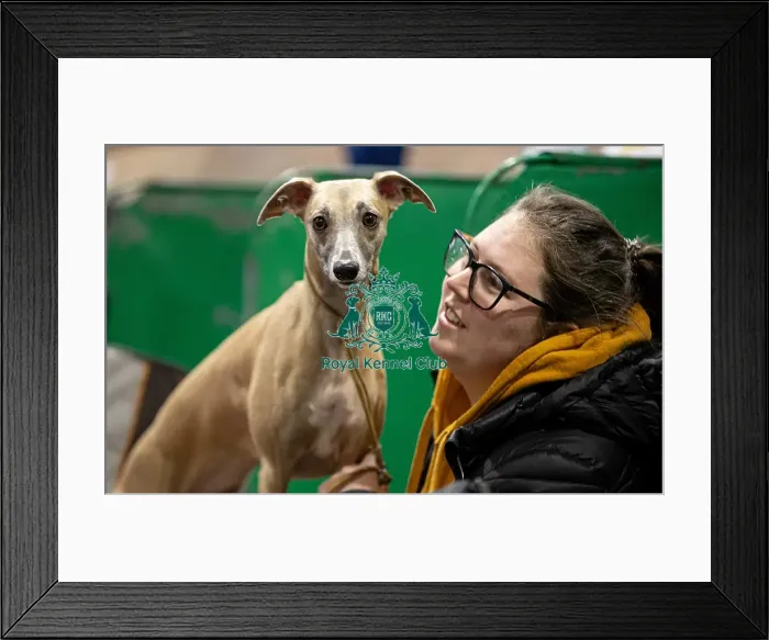 Framed Print : D-C-D-0-1-9-0 Crufts 2024 NEC Birmingham Day 3