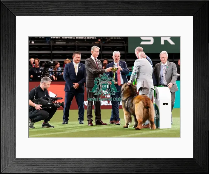 Framed Print : D-C-D-0-1-9-0 Crufts 2024 NEC Birmingham Working