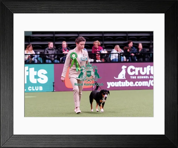Framed Print : D-C-D-0-1-9-0 Crufts 2024 NEC Birmingham Working Framed Print : D-C-D-0-1-9-0 Crufts 2024 NEC Birmingham Working