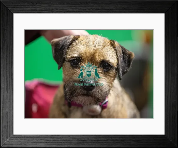 Framed Print : D-C-D-0-1-9-0 Crufts 2024 NEC Birmingham Day 4 Framed Print : D-C-D-0-1-9-0 Crufts 2024 NEC Birmingham Day 4