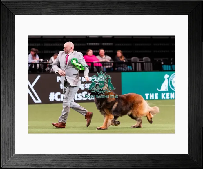 Framed Print : D-C-D-0-1-9-0 Crufts 2024 NEC Birmingham Working