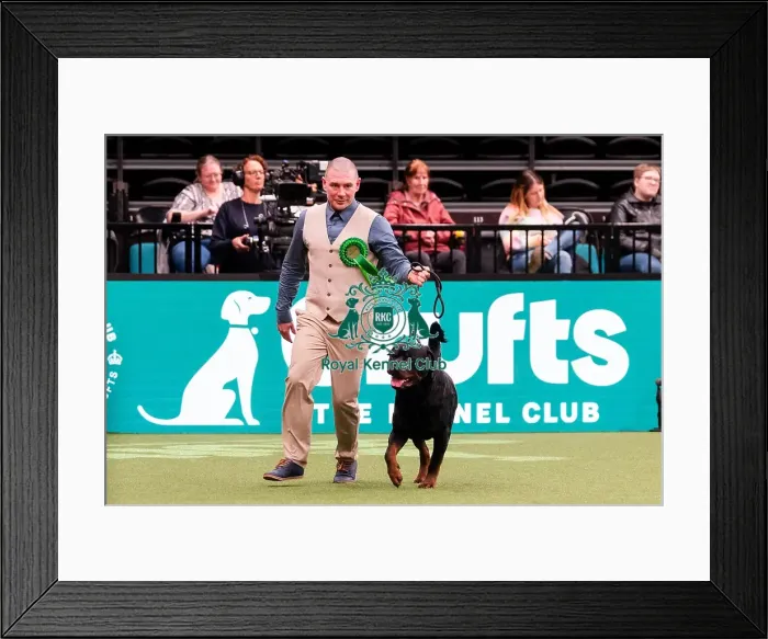 Framed Print : D-C-D-0-1-9-0 Crufts 2024 NEC Birmingham Working