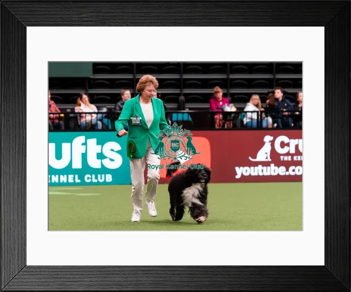 Framed Print : D-C-D-0-1-9-0 Crufts 2024 NEC Birmingham Working Framed Print : D-C-D-0-1-9-0 Crufts 2024 NEC Birmingham Working