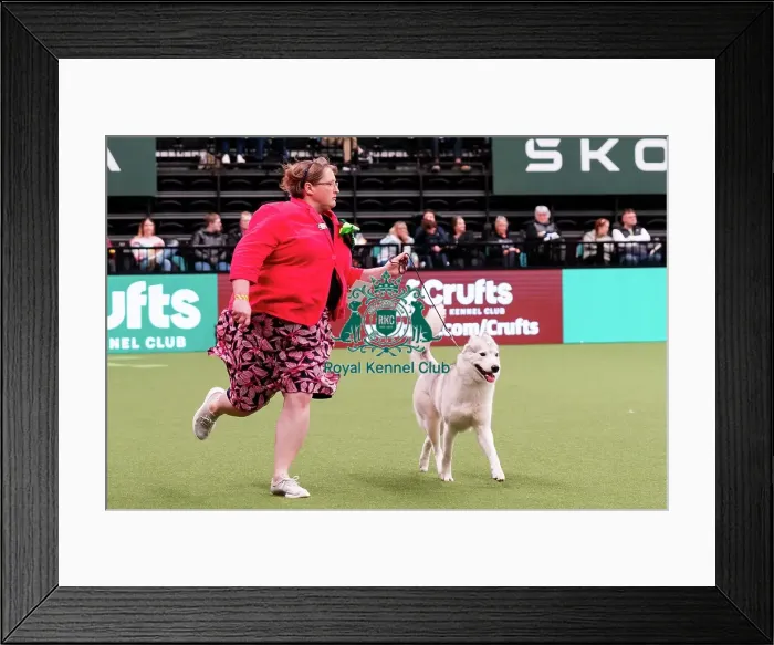 Framed Print : D-C-D-0-1-9-0 Crufts 2024 NEC Birmingham Working Framed Print : D-C-D-0-1-9-0 Crufts 2024 NEC Birmingham Working