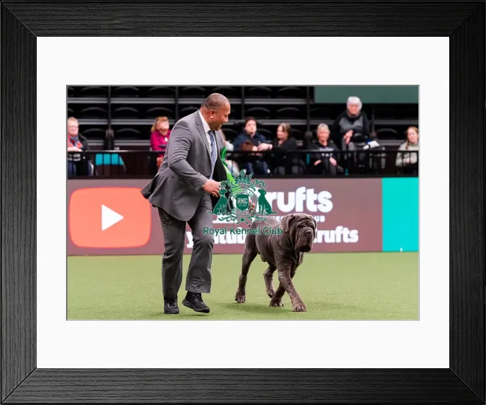 Framed Print : D-C-D-0-1-9-0 Crufts 2024 NEC Birmingham Working Framed Print : D-C-D-0-1-9-0 Crufts 2024 NEC Birmingham Working