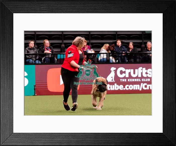 Framed Print : D-C-D-0-1-9-0 Crufts 2024 NEC Birmingham Working Framed Print : D-C-D-0-1-9-0 Crufts 2024 NEC Birmingham Working
