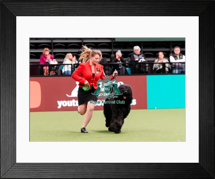 Framed Print : D-C-D-0-1-9-0 Crufts 2024 NEC Birmingham Working Framed Print : D-C-D-0-1-9-0 Crufts 2024 NEC Birmingham Working