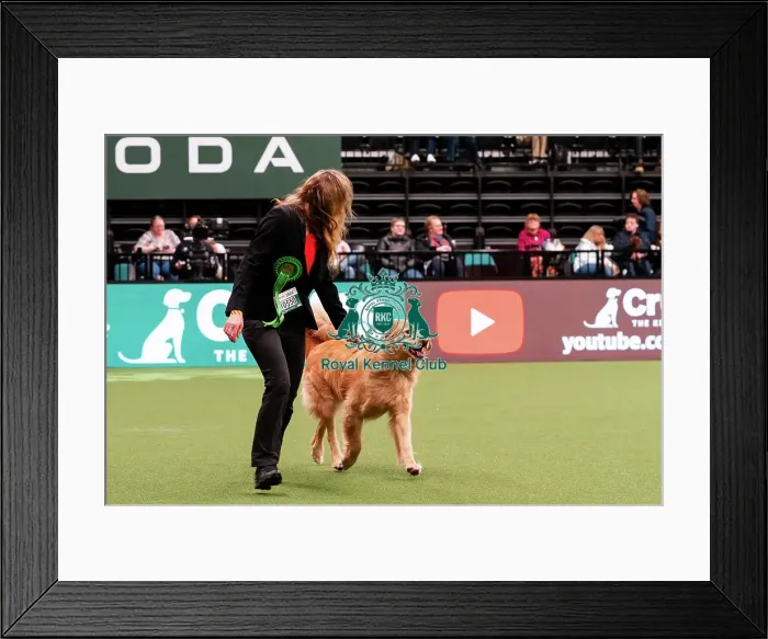 Framed Print : D-C-D-0-1-9-0 Crufts 2024 NEC Birmingham Working Framed Print : D-C-D-0-1-9-0 Crufts 2024 NEC Birmingham Working