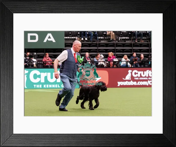 Framed Print : D-C-D-0-1-9-0 Crufts 2024 NEC Birmingham Working